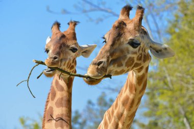 İki zürafanın (Giraffa camelopardalis) mavi gökyüzünde bir dal ve arka planda ağaçlar yiyen görüntüsü