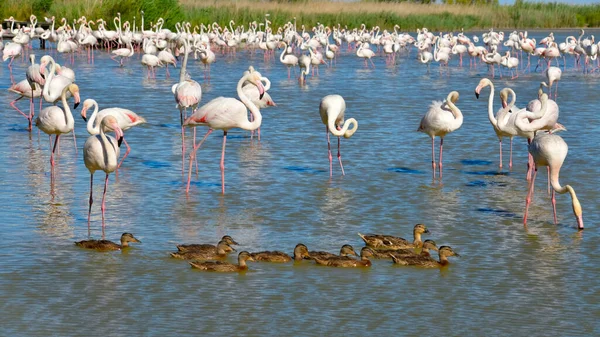 Group Flamingos Phoenicopterus Ruber Ducks Water Camargue Natural Region Located — Stock Photo, Image