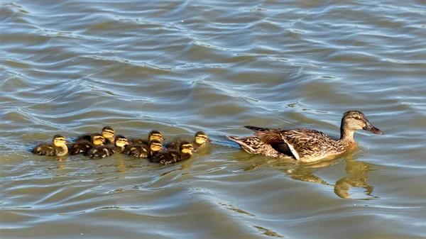 Pato Mallard Fêmea Anas Platyrhynchos Nadando Arquivo Indiano Com Seus — Fotografia de Stock