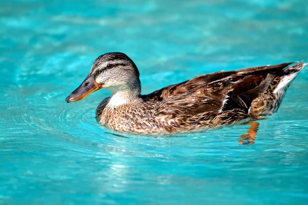 Nahaufnahme Einer Stockente Anas Platyrhynchos Die Auf Blauem Wasser Schwimmt — Stockfoto