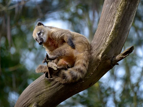 Coati Sud Américain Coati Queue Cerclée Nasua Nasua Assis Sur — Photo