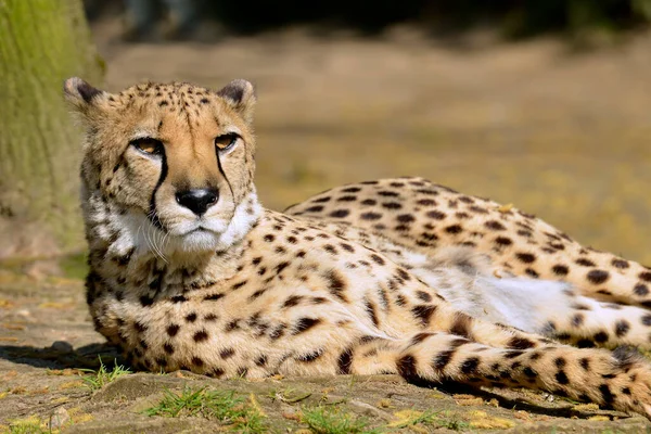 Closeup African Cheetah Acinonyx Jubatus Lying Ground — Stock Photo, Image