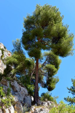Fransız Alplerinde, Moutierrs kayasının üzerinde büyük bir çam ağacı.