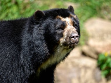 Portre Andean ayısı (Tremarctos ornatus)