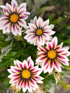 Bahçede kırmızı ve beyaz Gazanias