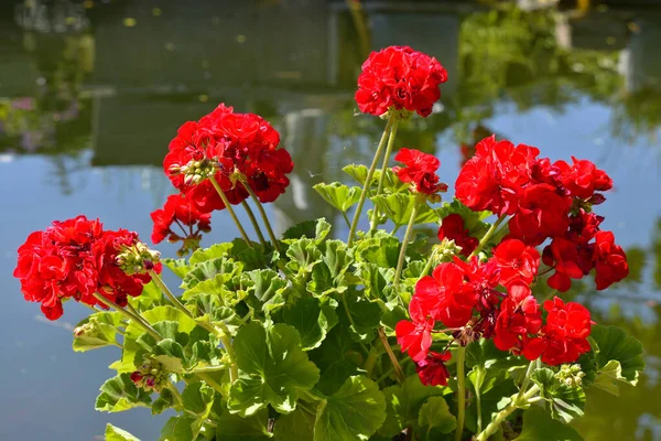 Rote Geranienblüten Wasserrand — Stockfoto