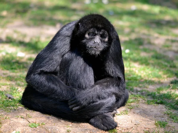 草の上に座っている黒頭のクモザル Ateles Fussemeps — ストック写真