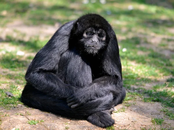 Zwarte Spinnenaap Ateles Fusciceps Zittend Gras — Stockfoto