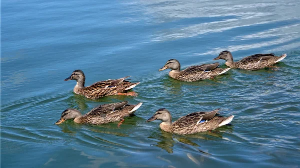 Group Female Ducks Mallard Anas Platyrhynchos Water France — Stock Photo, Image