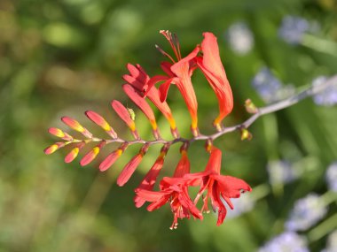 Uzun otların arasında haşhaş ve sarı papatyalar