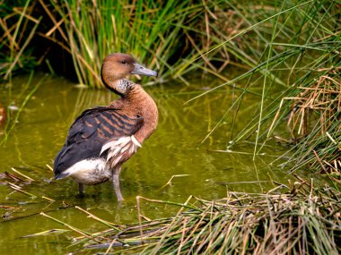 Fulvous Whistling Duck or fulvous tree ducks (Dendrocygna bicolor) standing in water among plants clipart