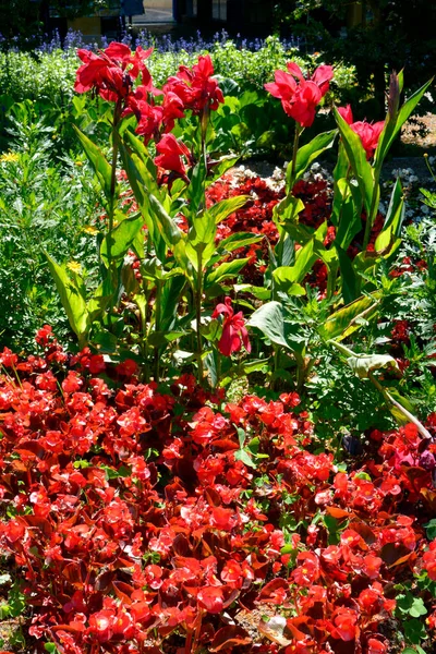 Closeup Red Cannas Begonias Flowers — Stock Photo, Image