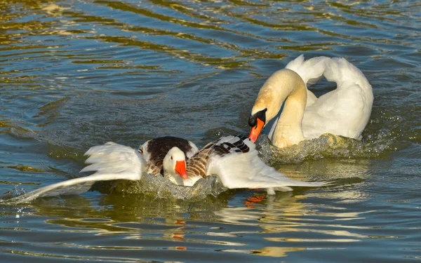 Néma Hattyú Cygnus Olor Fehér Barna Libát Kerget Anser Anser — Stock Fotó