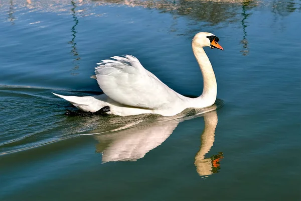 Closeup Mute Swan Cygnus Olor Swimming Water — Stock Photo, Image