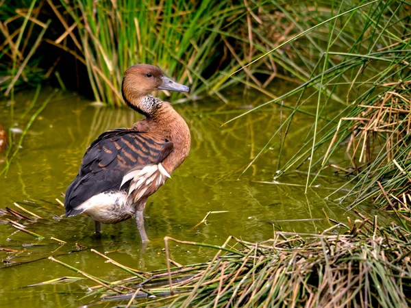 Fulvous Whistling Duck Veya Dolgun Ağaç Ördekleri Dendrocygna Bicolor Bitkilerin — Stok fotoğraf