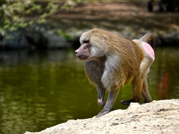 Papio Papio Papio Hamadryas Maymun Maymun Primat Memeli Cercopithecidae Afrika — Stok fotoğraf