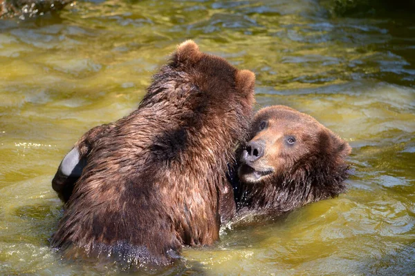 Dois Grizzlies Ursus Arctos Horribilis Brincando Água — Fotografia de Stock