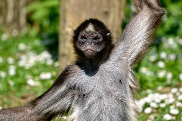 Singes Araignées Ateles Hybridus Marimonda Gros Pseudonyme Face — Photo