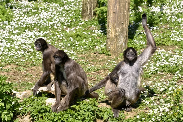 Variegerade Spindelapor Ateles Hybridus Marimonda Sitter Gräs Med Tusensköna Blommor — Stockfoto