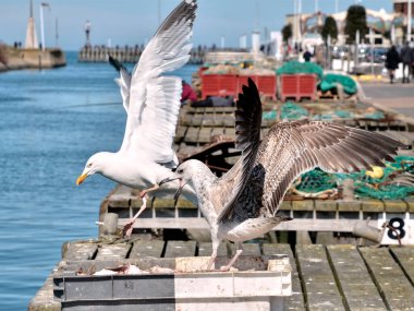 Balıkçı teknesindeki martılar (Larus argentatus) deniz tarağıyla kaplıdır. 