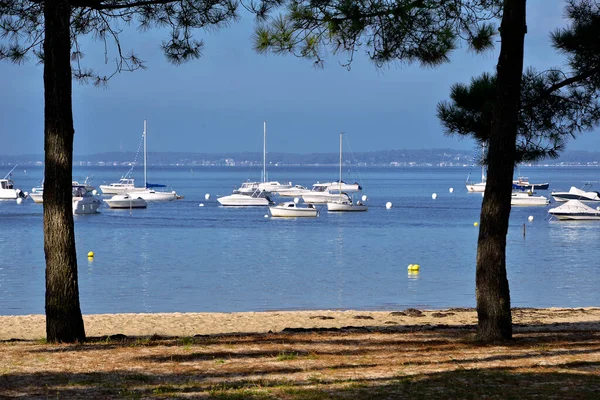 Boats Sea Tree Pines Foreground Port Btey Andernos Les Bains — стокове фото