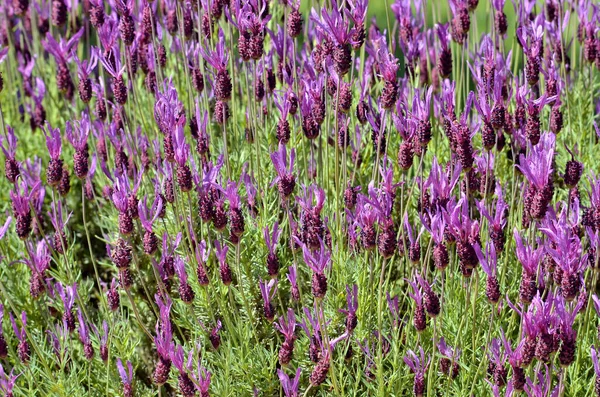 Achtergrond Van Blauwe Lavendel Lavandula — Stockfoto