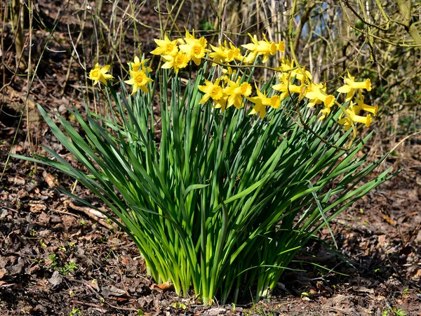 Flower Bed Yellow Daffodils Narcissus Spring — Stock Photo, Image