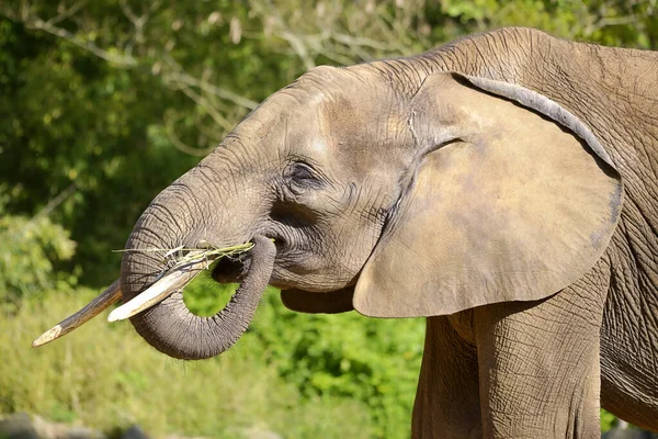 Porträt Eines Afrikanischen Elefanten Loxondota Africana Der Gras Frisst — Stockfoto