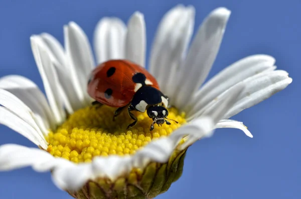Seven Spots Ladybug Coccinella Septempunctata Heart Daisy Flower Blue Sky — Stock Photo, Image