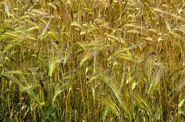 Antecedentes Campo Cevada Hordeum Vulgare França — Fotografia de Stock