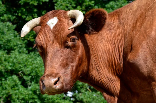 Retrato Vaca Marrón Francia — Foto de Stock