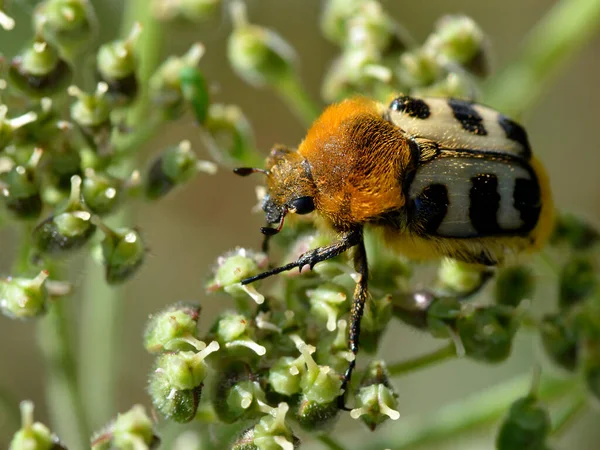 Escarabajo Abeja Macrorra Trichius Fasciatus Planta —  Fotos de Stock