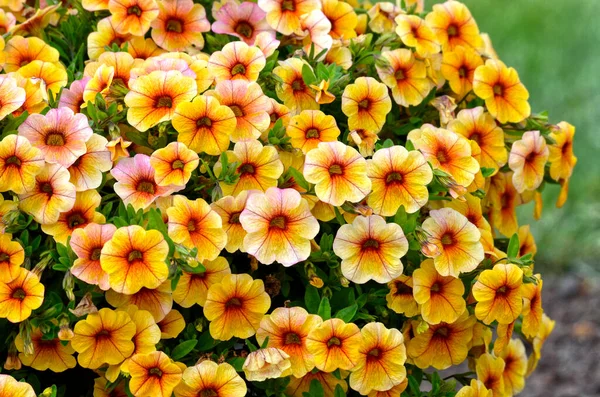 Background Yellow Red Petunia Flowers Garden — Stock Photo, Image