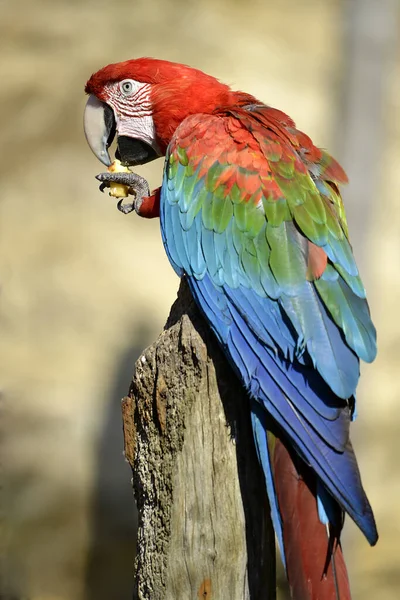 Портрет Зеленокрилий Macaw Ara Chloropterus Окулярах Їдять Фрукти — стокове фото