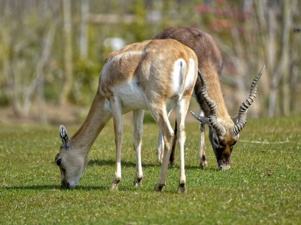 Blackbucks Maschio Femmina Antilope Cervicapra Conosciuta Anche Come Antilope Indiana — Foto Stock