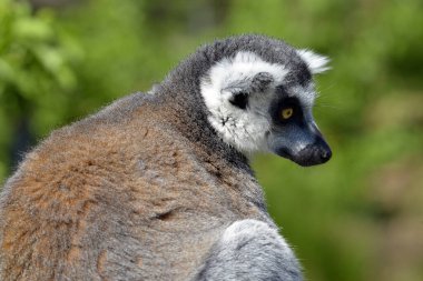 Portre halka kuyruklu lemur (Lemur catta) 