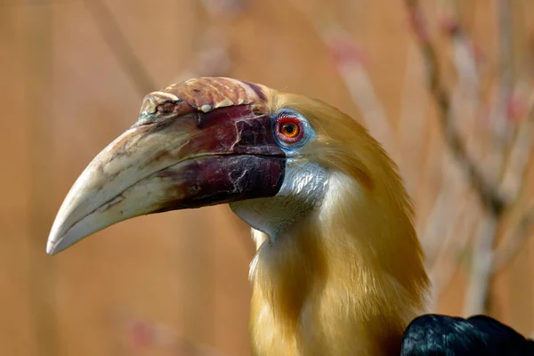 Portrét Muže Papuan Hornbill Nebo Blyth Hornbill Rhyticeros Plicatus Pozorovaný — Stock fotografie