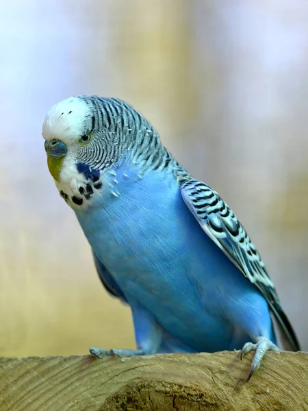 Blue Budgerigar Melopsittacus Undulatus Perched — Stock Photo, Image