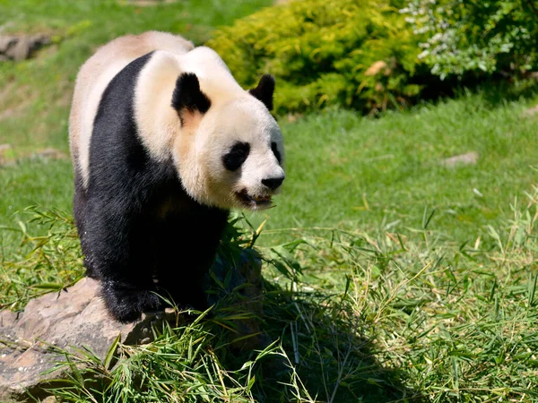 Giant Panda Ailuropoda Melanoleuca Standing Stone — Stock Photo, Image