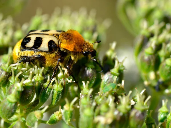 Жук Макро Бджолиний Trichius Fasciatus Рослині — стокове фото