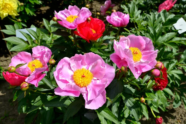 Närbild Lila Kinesiska Pioner Blommor Paeonia Lactiflora — Stockfoto