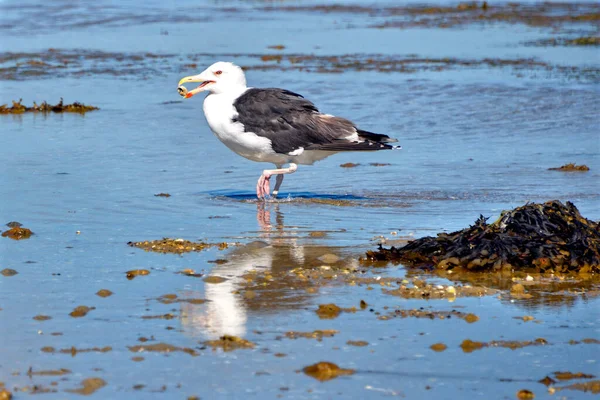 Great Black Backed Gull Larus Marinus Feet Water Holding Seashell — Stock Photo, Image
