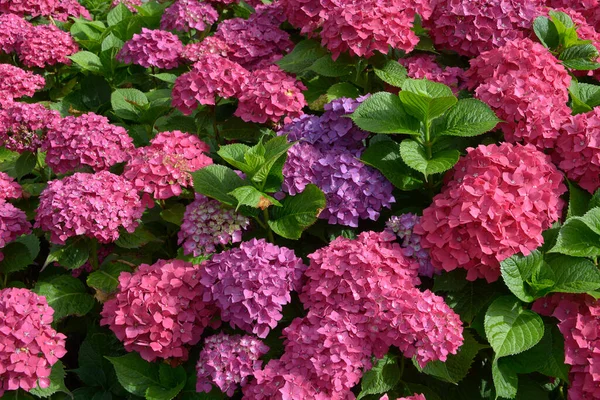 Closeup Red Hydrangea Macrophylla Flowers Hortensia — Stock Photo, Image