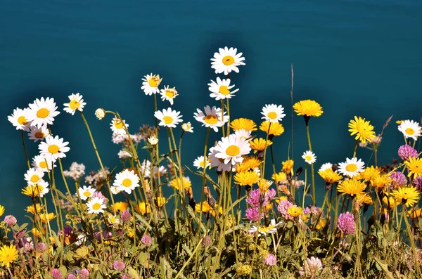 Mavi Suyun Üzerindeki Papatyalar Çiçekler — Stok fotoğraf