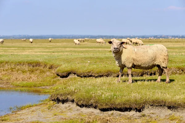 Łąki Solą Owczą Mont Saint Michel Dolnej Normandii Francji — Zdjęcie stockowe