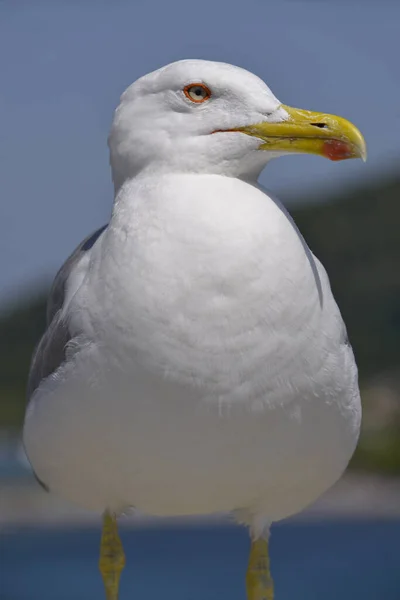 Προσωπογραφία Γλάρου Κίτρινα Πόδια Larus Michahellis Στην Ιταλία — Φωτογραφία Αρχείου