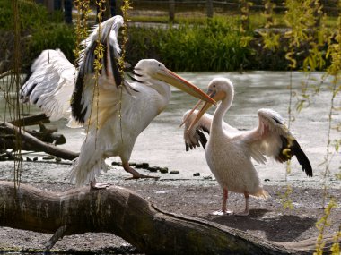 İki beyaz pelikan (Pelecanus onocrotalus) genişleyen kanatları ile yerde 