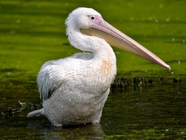 Beyaz pelikan (Pelecanus onocrotalus) ördek otunun arasında suda duruyor ve profilden görülüyor