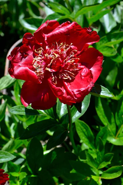 Zbliżenie Czerwony Chiński Kwiat Piwonii Paeonia Lactiflora Ogrodzie — Zdjęcie stockowe