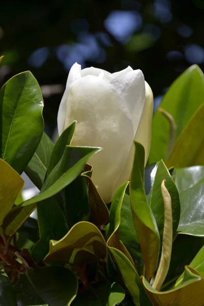 Λευκό Λουλούδι Της Magnolia Grandiflora Μεταξύ Των Φύλλων — Φωτογραφία Αρχείου
